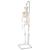 미니 전신 골격모형(고리 걸쇠형)Mini Human Skeleton Model Shorty on Hanging Stand, Half Natural Size - 3B Smart Anatomy, 1000040 [A18/1], 소형 인체 골격 모형 (Small)
