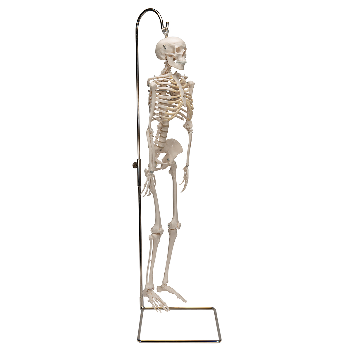 Mini squelette humain médical pour anatomie, modèle de squelette