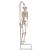 미니 전신 골격모형(고리 걸쇠형)Mini Human Skeleton Model Shorty on Hanging Stand, Half Natural Size - 3B Smart Anatomy, 1000040 [A18/1], 소형 인체 골격 모형 (Small)