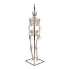 Miniesqueleto &ldquo;Shorty&ldquo;, sobre soporte colgante, 1000040 [A18/1], Esqueletos en miniatura (Small)