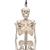 Miniesqueleto “Shorty“, sobre soporte colgante - 3B Smart Anatomy, 1000040 [A18/1], Esqueletos en miniatura (Small)