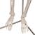 Mini iskelet „Shorty“, askılı destek üzerinde - 3B Smart Anatomy, 1000040 [A18/1], Mini Skeleton Modelleri (Small)