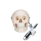 소형 두개골 Mini Human Skull Model, 3 part - skullcap, base of skull, mandible - 3B Smart Anatomy, 1000041 [A18/15], 두개골 모형