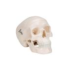 Mini Anatomie Modell Menschlicher Sch&auml;del, 3-teilig (Kalotte, Sch&auml;delbasis & Unterkiefer), 1000041 [A18/15], Sch&auml;delmodelle (Small)