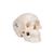 Mini Human Skull Model, 3-part (Skullcap, Base of Skull, Mandible) - 3B Smart Anatomy, 1000041 [A18/15], Human Skull Models (Small)