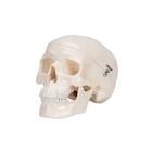 Mini Anatomie Modell Menschlicher Sch&auml;del, 3-teilig (Kalotte, Sch&auml;delbasis & Unterkiefer), 1000041 [A18/15], Sch&auml;delmodelle (Small)