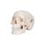 소형 두개골 Mini Human Skull Model, 3 part - skullcap, base of skull, mandible - 3B Smart Anatomy, 1000041 [A18/15], 두개골 모형 (Small)