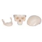 Mini Human Skull Model, 3-part (Skullcap, Base of Skull, Mandible), 1000041 [A18/15], Human Skull Models (Small)