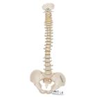 微型脊柱，活动安装 - 3B Smart Anatomy, 1000042 [A18/20], 微型骨骼架模型