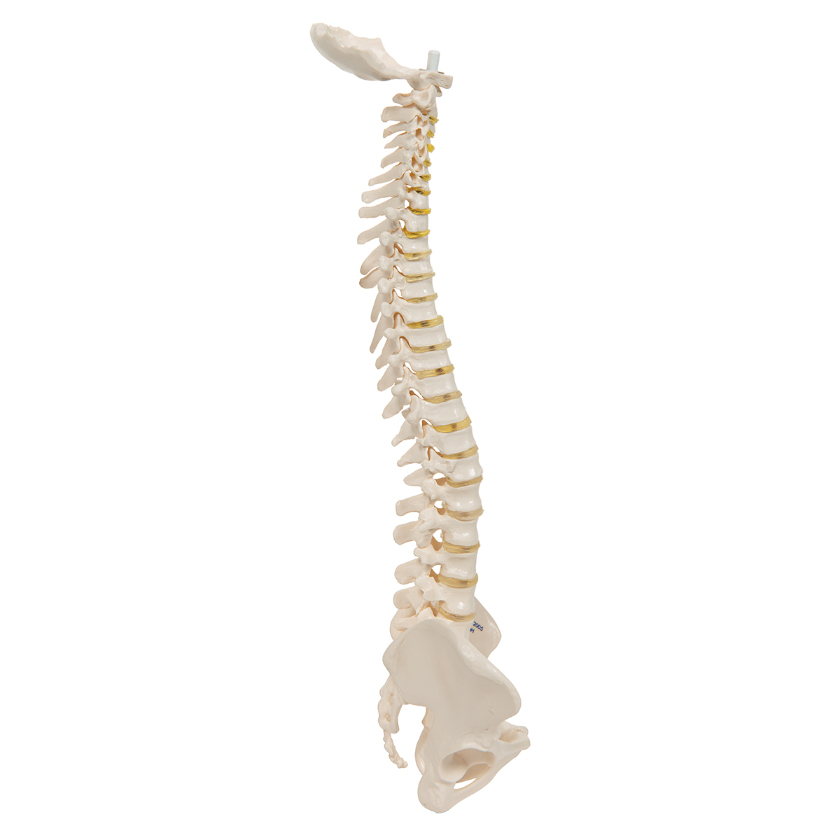 Mini menschliche Wirbelsäule Skelett Modell Schlüsselbund Schlüsselring 