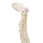Mini Anatomie Modell Menschliche Wirbels&auml;ule, beweglich und mit Becken, ohne Stativ, 1000042 [A18/20], Mini-Skelett Modelle (Small)