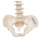 Mini Anatomie Modell Menschliche Wirbels&auml;ule, beweglich und mit Becken, ohne Stativ, 1000042 [A18/20], Mini-Skelett Modelle (Small)