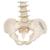 탄력성이 있는 축소 척추모형
Mini Human Spinal Column, flexible, Anatomically detailed - 3B Smart Anatomy, 1000042 [A18/20], 소형 인체 골격 모형 (Small)