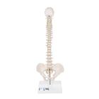 Colonne vertébrale miniature, élastique, sur support - 3B Smart Anatomy, 1000043 [A18/21], Colonnes vertébrales (rachis)