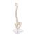Columna vertebral miniatura, elástica, sobre soporte - 3B Smart Anatomy, 1000043 [A18/21], Esqueletos en miniatura (Small)