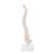 Columna vertebral miniatura, elástica, sobre soporte - 3B Smart Anatomy, 1000043 [A18/21], Esqueletos en miniatura (Small)