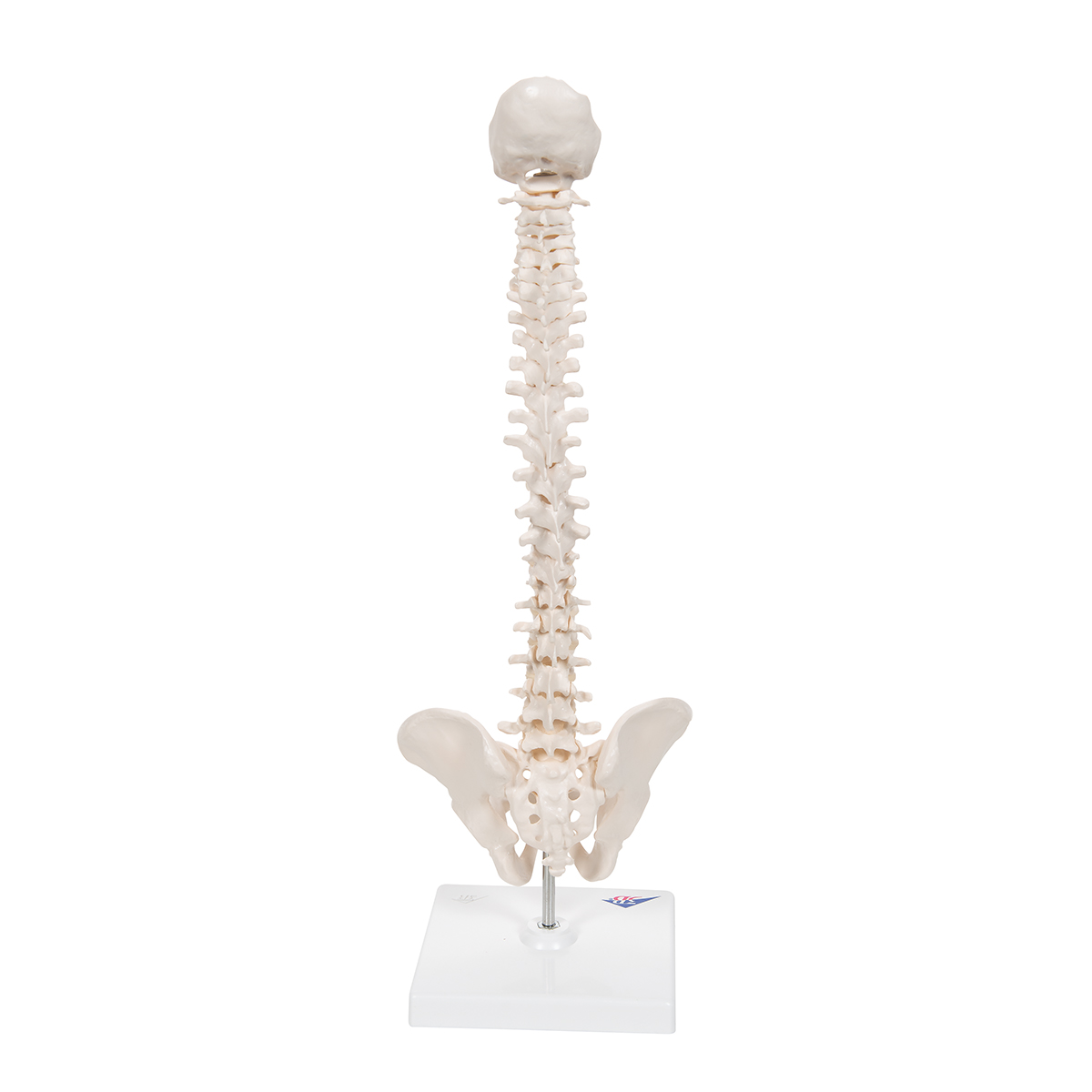 Poster Anatomie Colonne Vertébrale 50x67cm - 3B Scientific - Pathologie Et Structure - Plastifié Recto-Verso