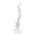 소형 척추 모형 Mini Human Spinal Column Model - Flexible, on Base - 3B Smart Anatomy, 1000043 [A18/21], 인체 척추 모형 (Small)