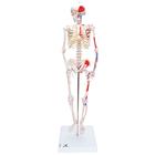 Mini esqueleto „Shorty“ com músculos pintados, sobre base, 1000044 [A18/5], Modelo de mini-esqueletos