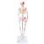 Mini Human Skeleton Shorty with Painted Muscles, Pelvic Mounted, Half Natural Size - 3B Smart Anatomy, 1000044 [A18/5], Mini Skeleton Models (Small)