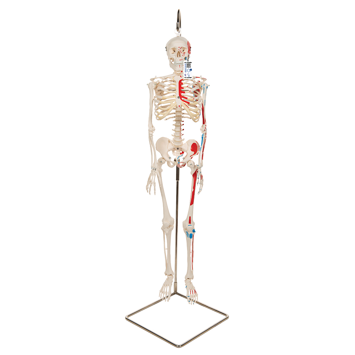 Mini Skeleton Model Shorty
