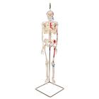 Minisquelette "Shorty" avec muscles peints, sur support de suspension - 3B Smart Anatomy, 1000045 [A18/6], Modèles de squelettes humains taille réduite
