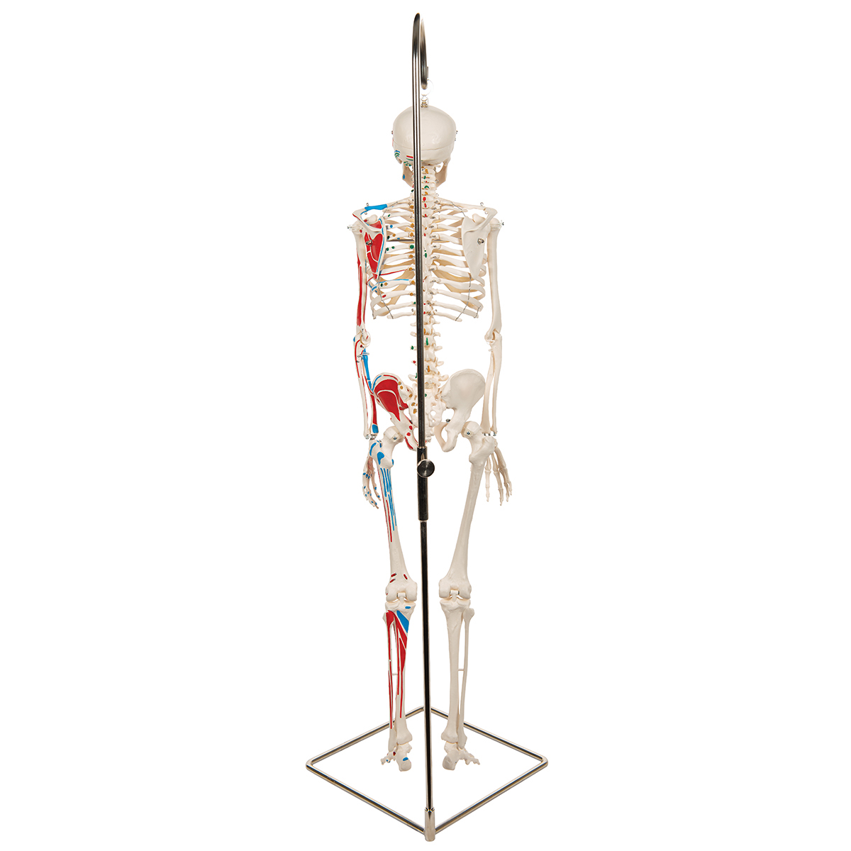 3B Scientific Mini Skeleton Painted