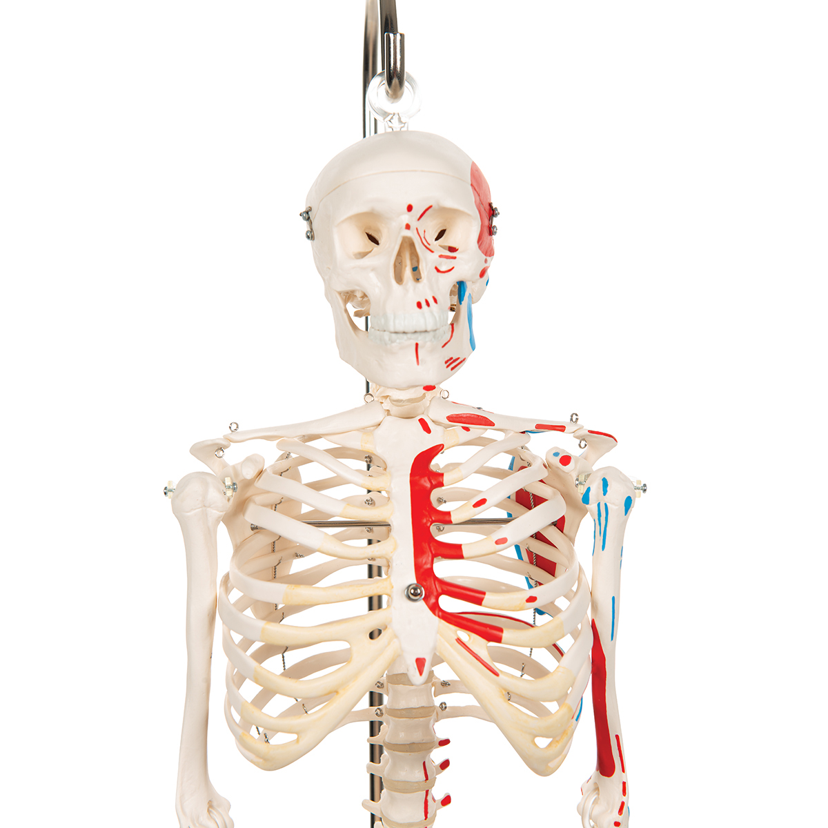 Mini Skelett Modell Shorty, mit Muskelbemalung und 3-teiligem
