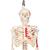 Mini esqueleto „Shorty“ com músculos pintados, pendurado em pé de apoio, 1000045 [A18/6], Modelo de mini-esqueletos (Small)
