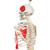 Miniesqueleto “Shorty” con músculos pintados, sobre soporte colgante - 3B Smart Anatomy, 1000045 [A18/6], Esqueletos en miniatura (Small)