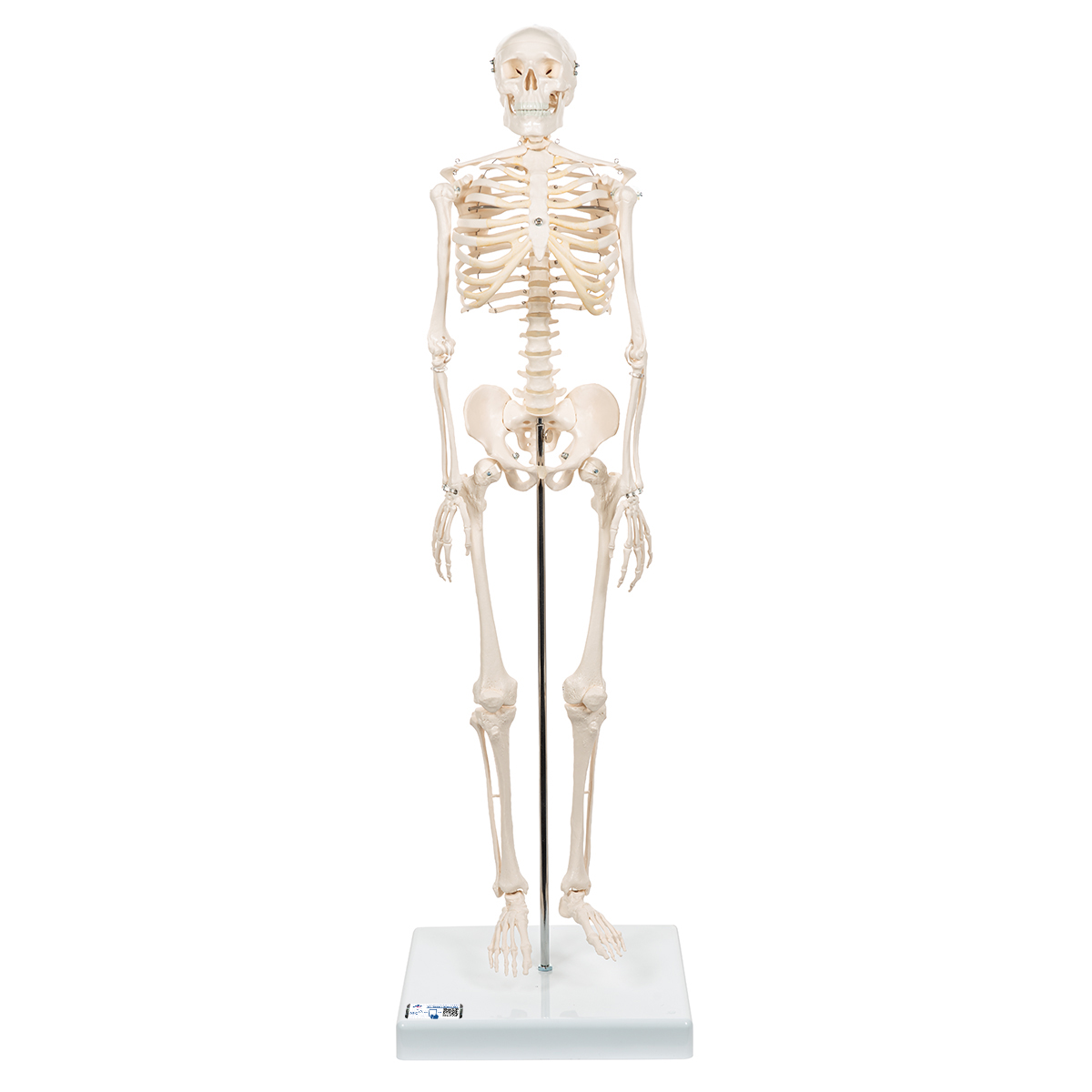 Mini-squelette Shorty, sur socle - 3B Smart Anatomy - 1000039