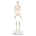 Modèles de squelettes humains taille réduite