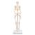 Mini iskelet „Shorty“, ayaklık üzerinde - 3B Smart Anatomy, 1000039 [A18], Mini Skeleton Modelleri (Small)