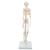 Mini Human Skeleton Model Shorty, Half Natural Size - 3B Smart Anatomy, 1000039 [A18], Mini Skeleton Models (Small)
