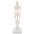 Mini Skelett Modell "Shorty", mit 3-teiligem Schädel, auf Sockel - 3B Smart Anatomy, 1000039 [A18], Mini-Skelett Modelle (Small)