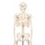 Mini-squelette "Shorty", sur socle - 3B Smart Anatomy, 1000039 [A18], Modèles de squelettes humains taille réduite (Small)