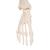 Mini iskelet „Shorty“, ayaklık üzerinde - 3B Smart Anatomy, 1000039 [A18], Mini Skeleton Modelleri (Small)