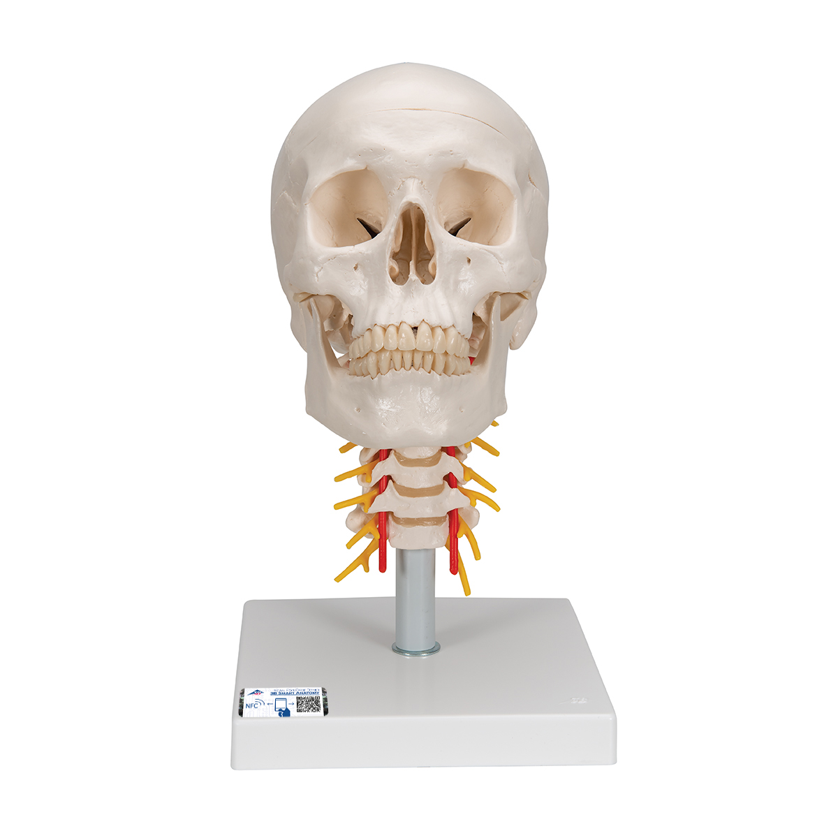 1 Lebensgröße Farbe Menschlicher Kopf Schädel Halswirbel Anatomie Modell 1 