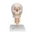 경추가 포함된 두개골 모형, 4파트 분리형 Human Skull Model on Cervical Spine, 4 part - 3B Smart Anatomy, 1020160 [A20/1], 척추뼈 모형 (Small)