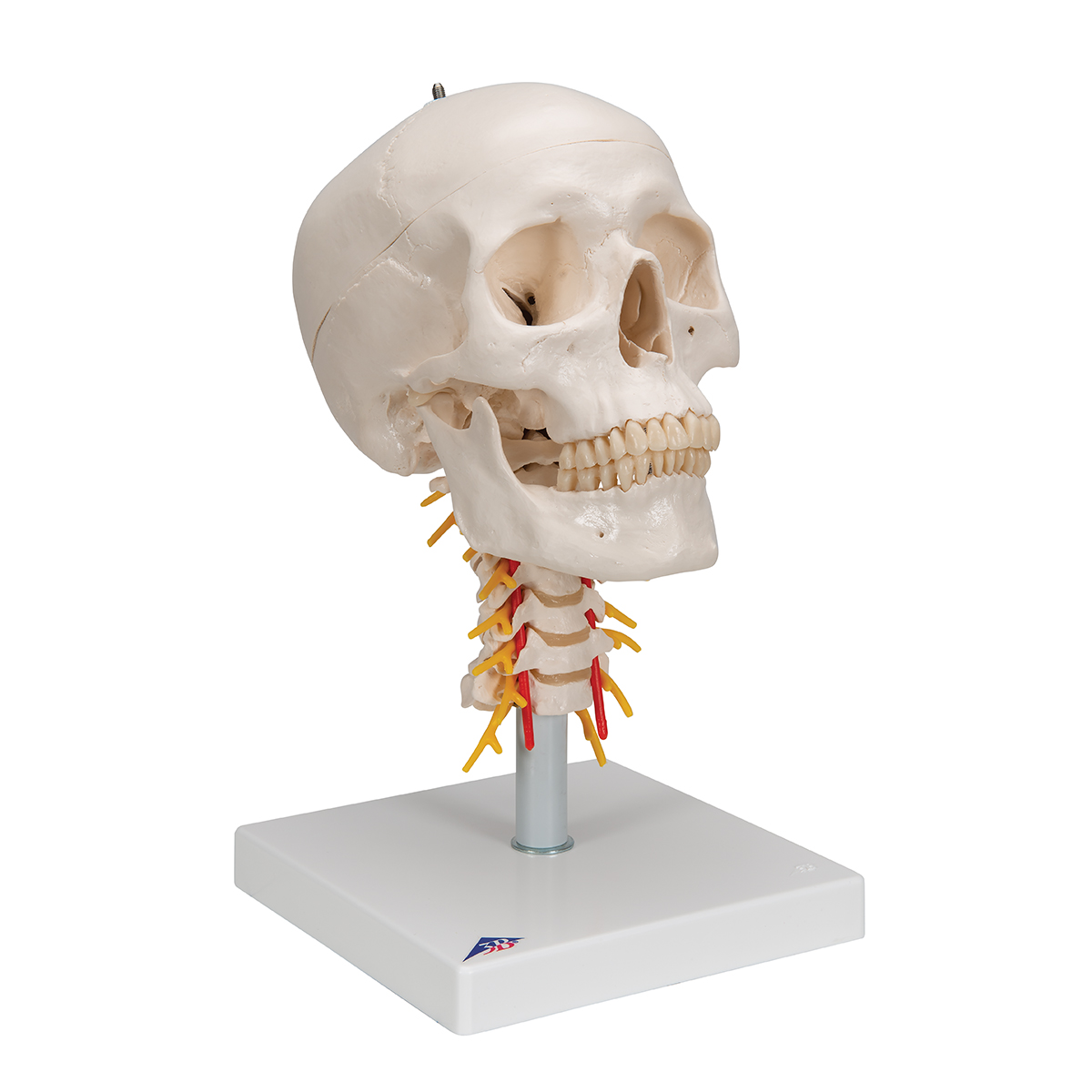 颈椎上的经典颅模型，四部分- 3B Smart Anatomy - 1020160 - A20/1 - 头颅模型- 3B Scientific