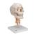 경추가 포함된 두개골 모형, 4파트 분리형 Human Skull Model on Cervical Spine, 4 part - 3B Smart Anatomy, 1020160 [A20/1], 두개골 모형 (Small)