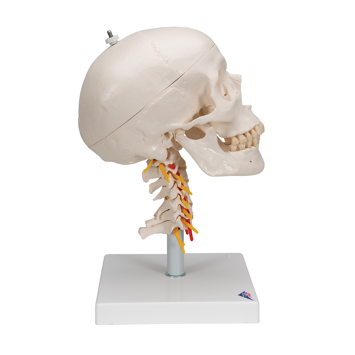 Anatomisches Lernwerkzeug 1 Mensch Kopf Schädel Modell mit Halswirbel 1 