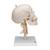 경추가 포함된 두개골 모형, 4파트 분리형 Human Skull Model on Cervical Spine, 4 part - 3B Smart Anatomy, 1020160 [A20/1], 인체 척추 모형 (Small)
