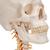 Crânio montado sobre a coluna cervical, 4 peças, 1020160 [A20/1], Modelo de coluna vertebral (Small)