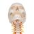 Crânio montado sobre a coluna cervical, 4 peças, 1020160 [A20/1], Modelos de vértebras (Small)