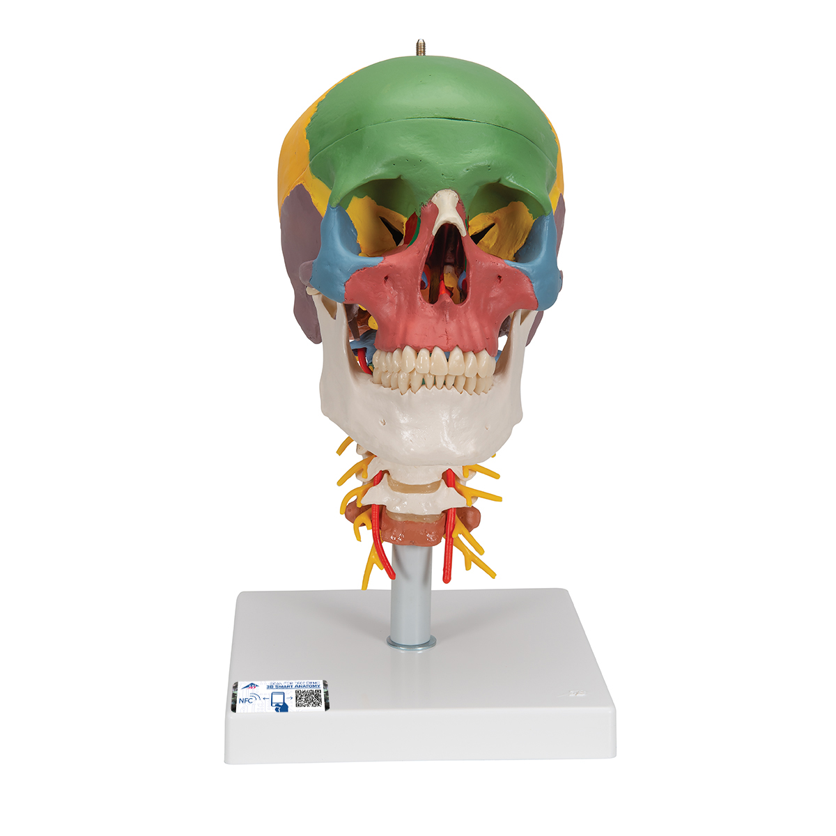 Human Skull Model | Plastic Skull Model | Didactic Human Skull Model on Cervical  Spine