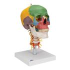 Didactic Human Skull Model on Cervical Spine, 4 part, 1020161 [A20/2], Human Skull Models (Small)