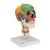 Cráneo clásico didáctico con columna cervical, 4 partes - 3B Smart Anatomy, 1020161 [A20/2], Modelos de Cráneos Humanos (Small)