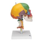 Didactic Human Skull Model on Cervical Spine, 4 part, 1020161 [A20/2], Human Skull Models (Small)
