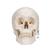 Модель черепа с мозгом, 8 частей - 3B Smart Anatomy, 1020162 [A20/9], Модели черепа человека (Small)